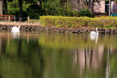 前回は水鳥が沢山いたが白鳥だけに成った池
