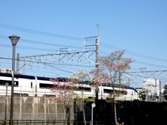 千住大橋の京成スカイライナー