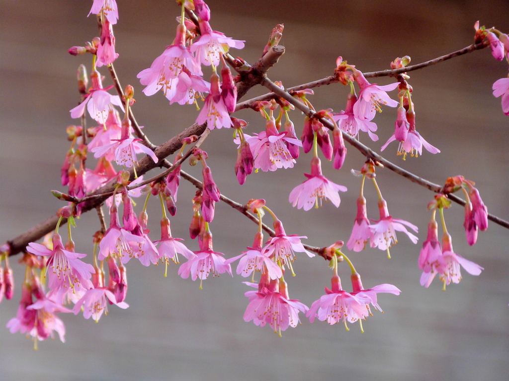 片親がカンヒザクラの特徴のあるおかめ桜