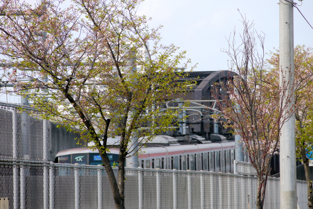 北千住から南千住のＴＸと葉桜の江戸彼岸と咲き始めた天の川桜