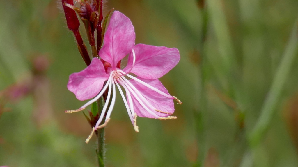 リリポップ・ピンクの蕊