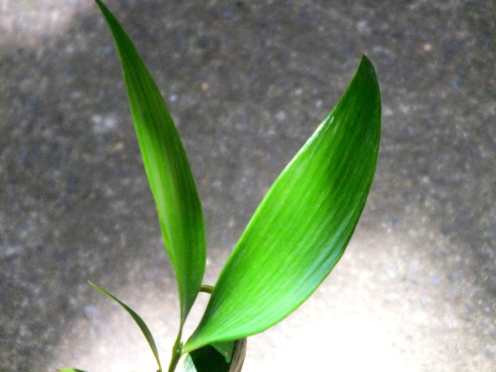 木漏れ日のナギの葉