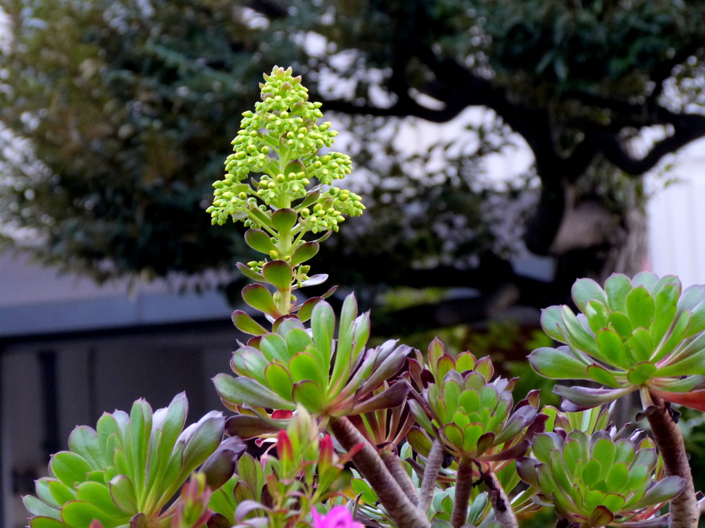 アエオニウムの花