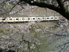 JR中央線とソメイヨシノ