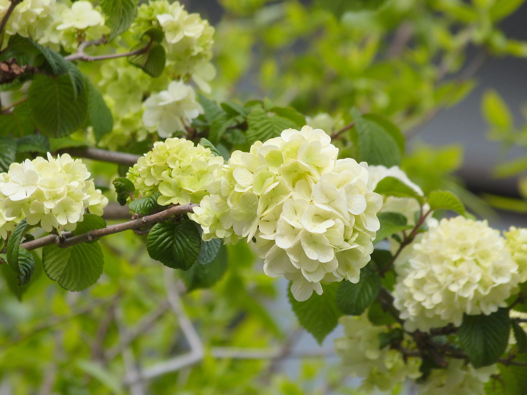 南千住汐入のオオデマリ