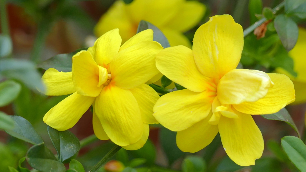 ウンナンオウバイ