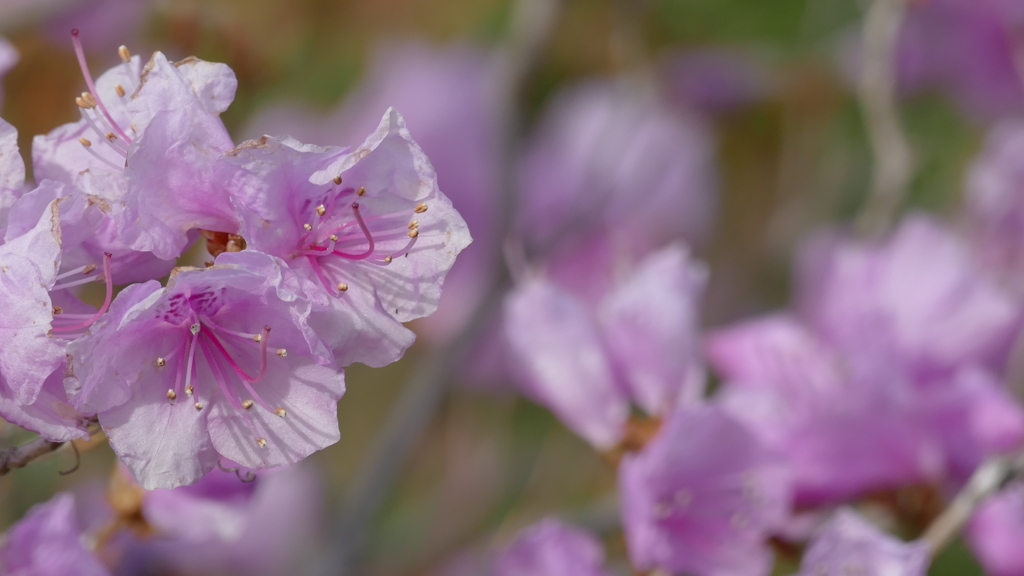 小石川植物園のミツバツツジ