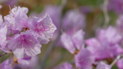 小石川植物園のミツバツツジ