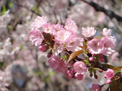 荒川堤の里桜の八重紫
