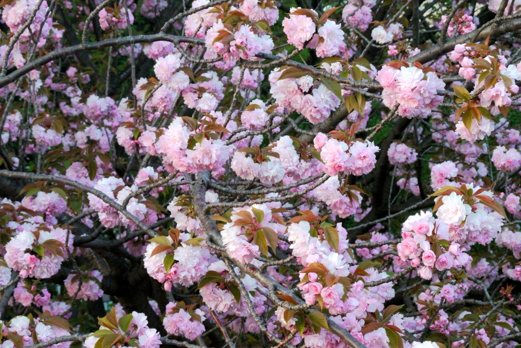 夕日の関山桜