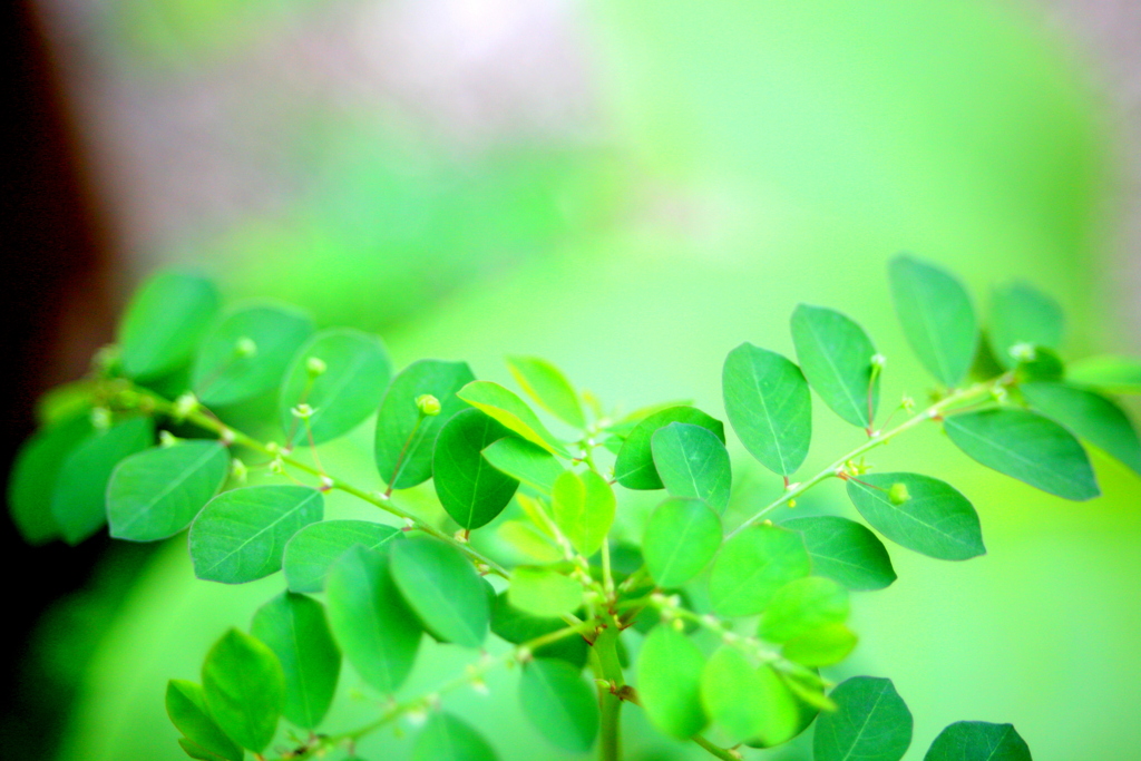 道端のナガエノコミカンソウ