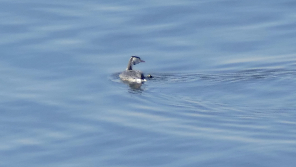 千住新橋下の活動役
