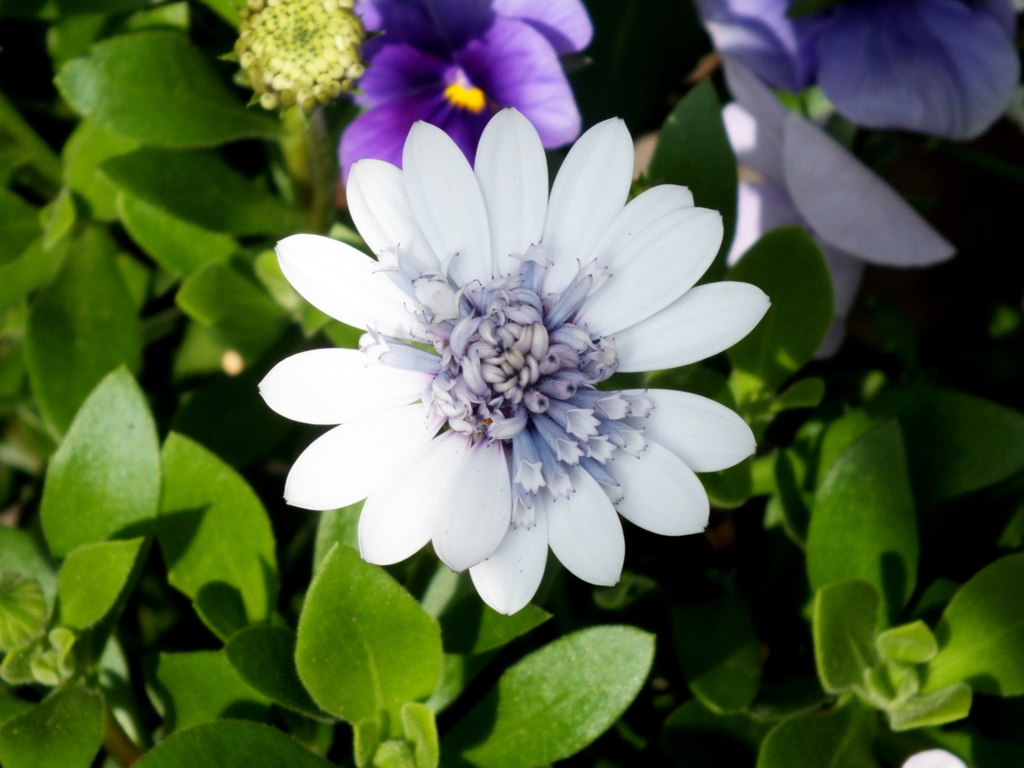 オステオスペルマムダブル