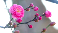 元宿掘りの陰陽の紅梅