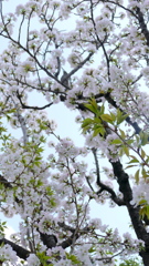 大島桜などの変種の樹形