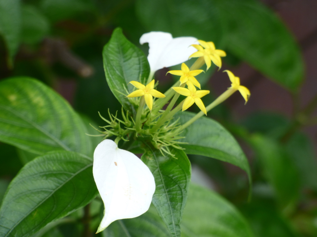 沖縄から来たコンロンカ