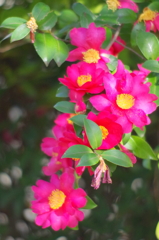 柳原千草園の芭蕉の奥に咲く木漏れ日の山茶花