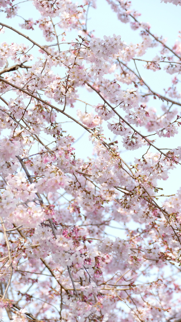 都市農業公園の江戸彼岸桜