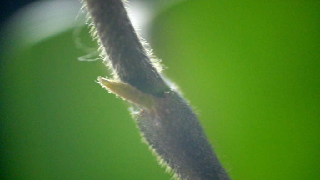 さくららんのつる