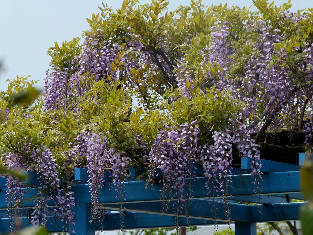 荒川自然公園の藤棚