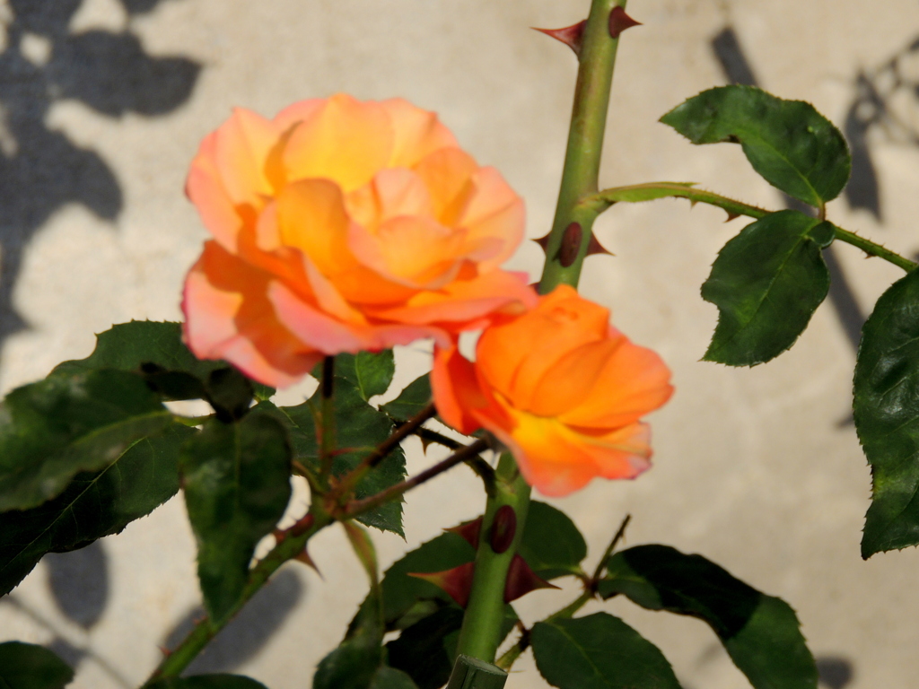 荒川自然公園の薔薇・スべニール'ド'・アンネフランク