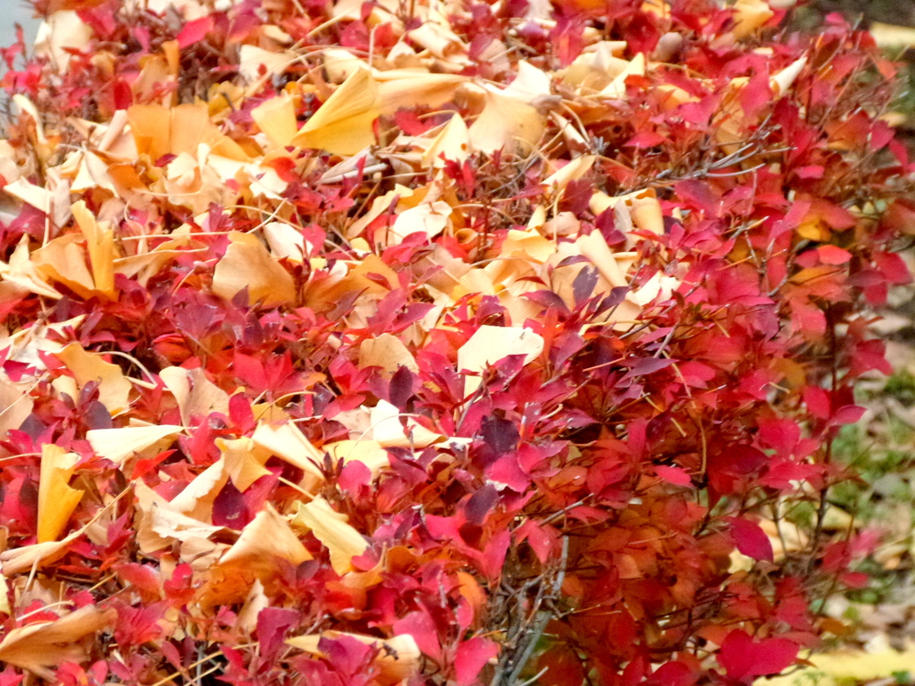 元淵江公園の銀杏の落ち葉の満天星つつじ