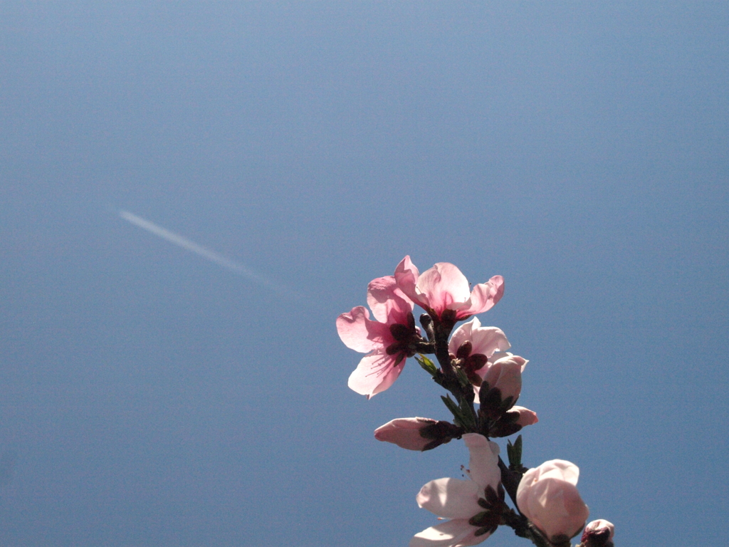 桃の花と青空にジェット