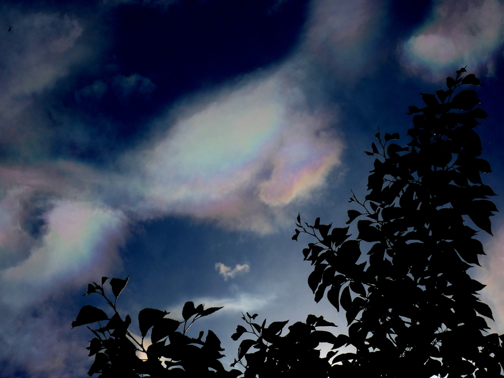 榎の木陰の彩雲