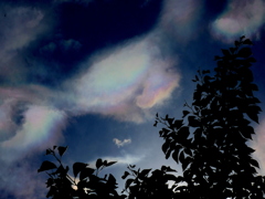 榎の木陰の彩雲