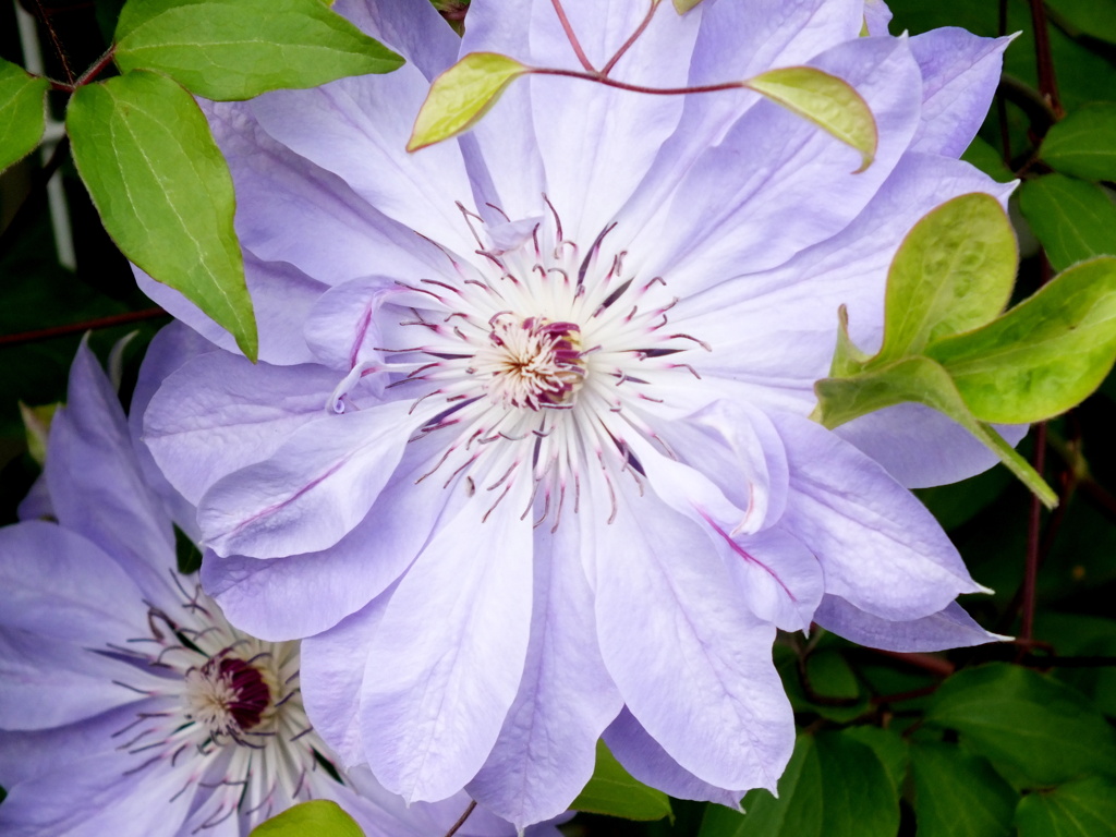 八重咲きクレマチスの蕊