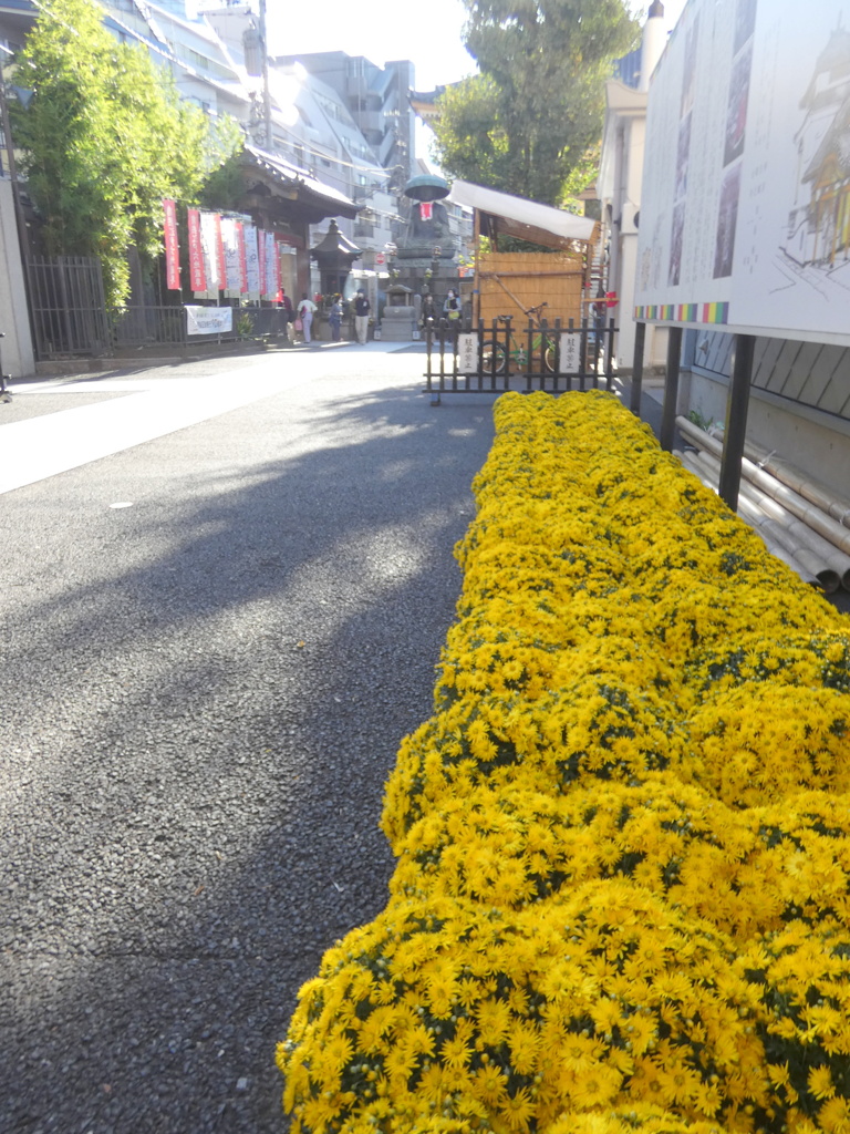 巣鴨の真性寺は菊まつり