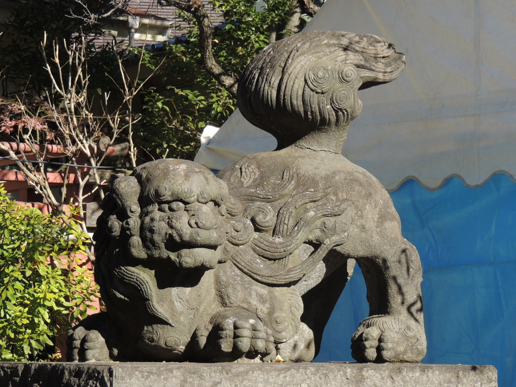 千住の本社氷川神社の狛犬