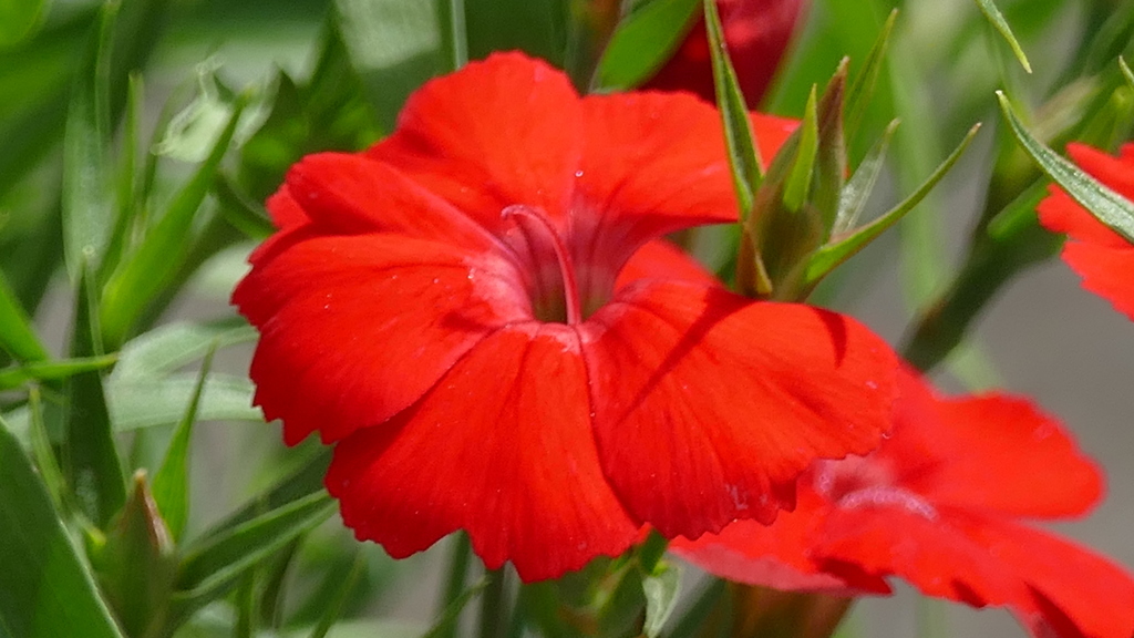 荒か悪荒川の赤いだいあんさすなでしこ by NEBUKO （ID：13430124） - 写真共有サイト:PHOTOHITO