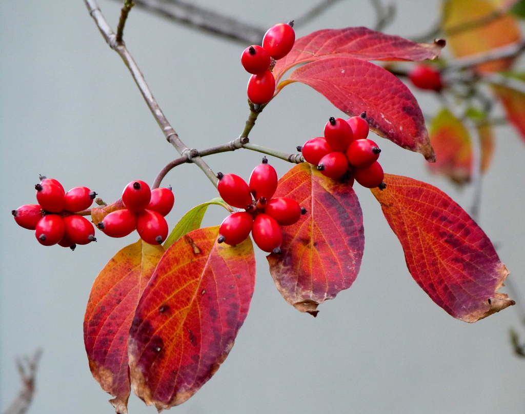 ハナミズキの実