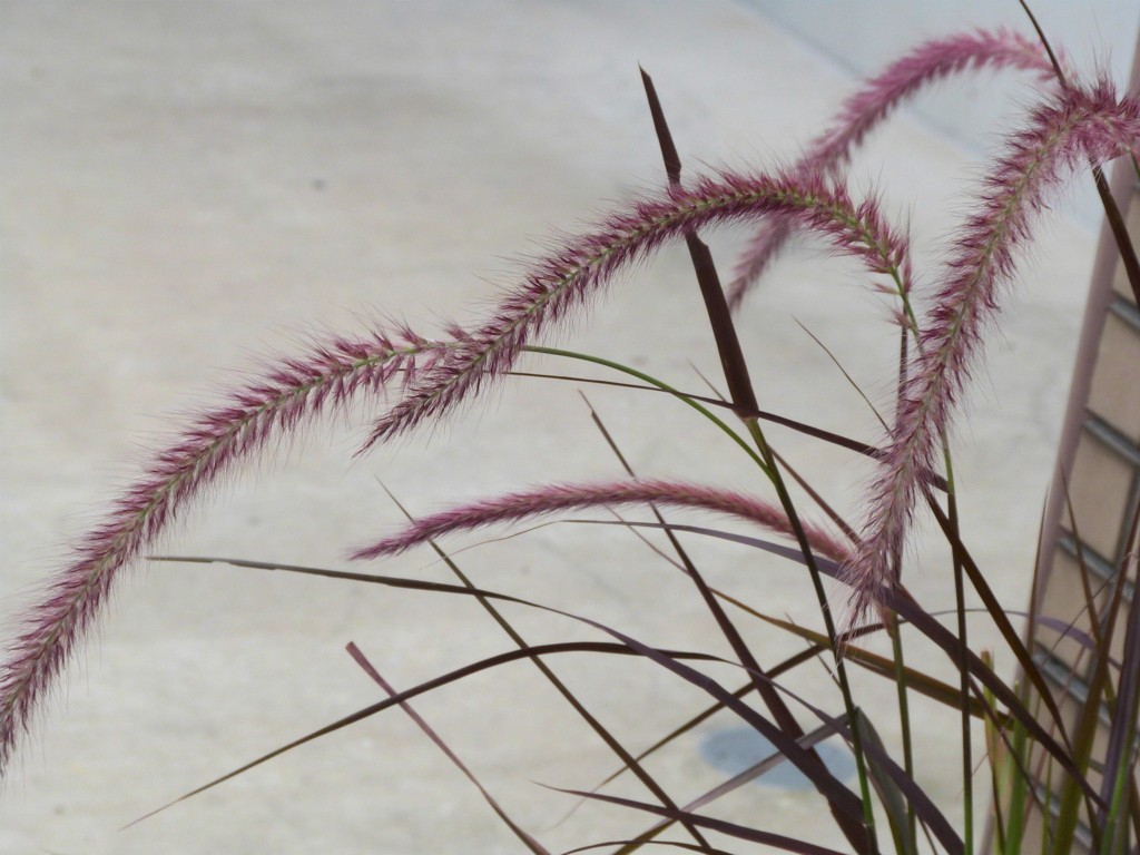 マンションの玄関の花壇からパープルファウンテングラス