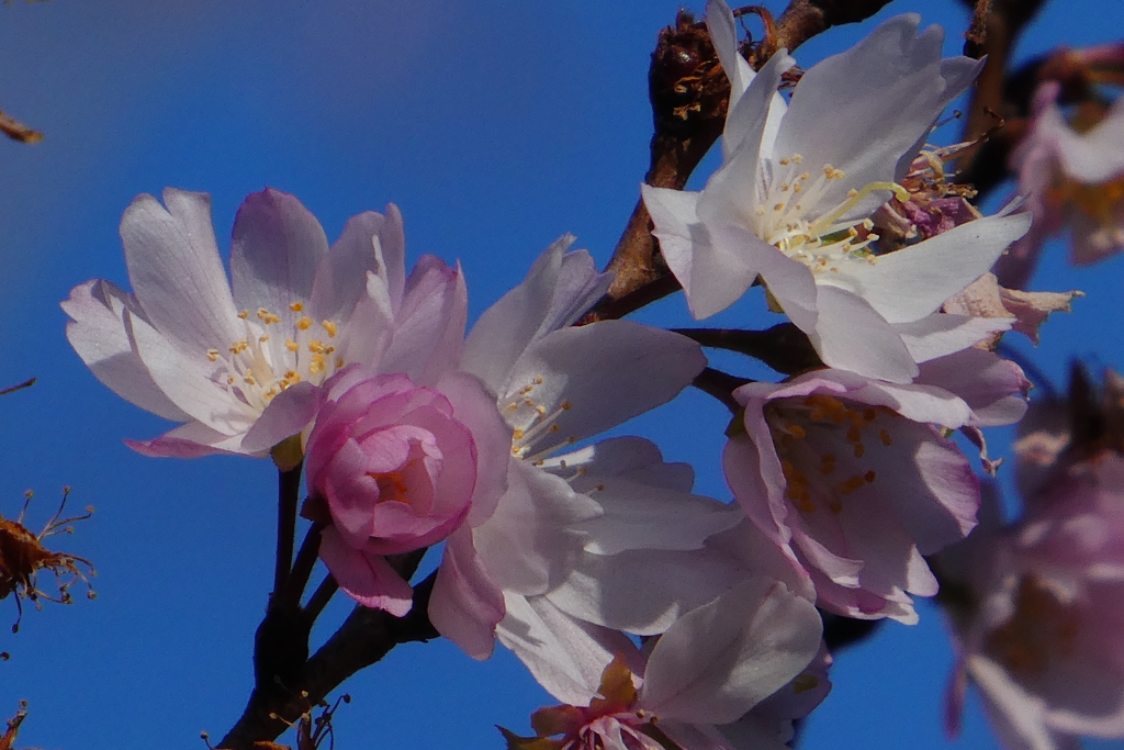初詣神社の十月桜