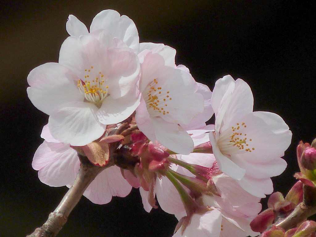 荒川土手の嵐山桜