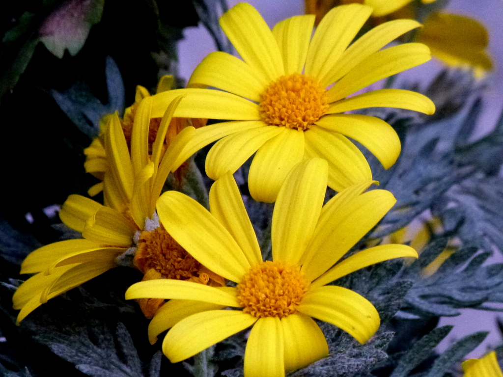 銀葉のユリオプスデージー