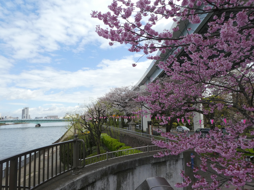 枕橋から桜橋、春の隅田川