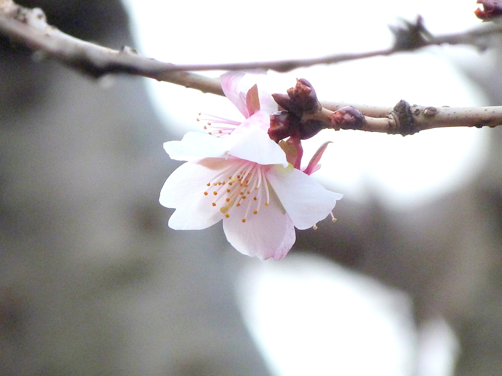 向島長命寺の傍の冬桜