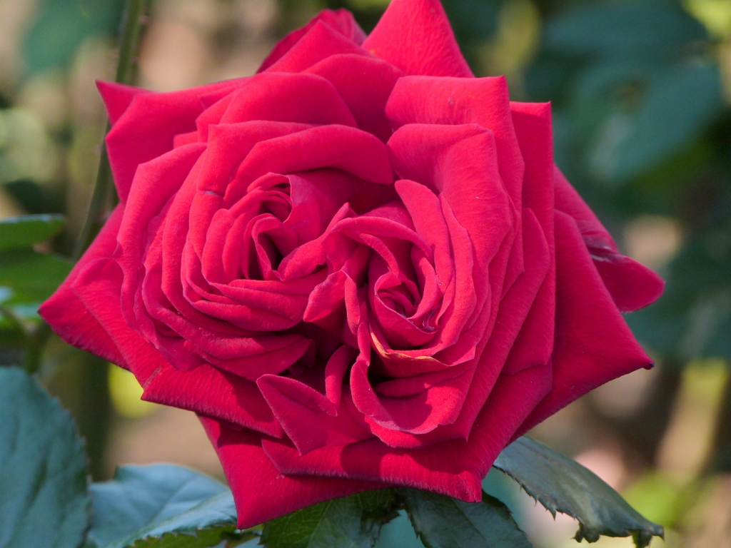 荒川自然公園の赤い秋薔薇