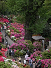 根津神社の躑躅