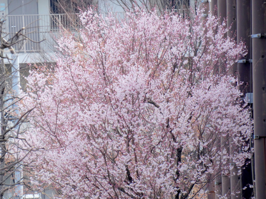 南千住汐入の産業技術高専の向かいの江戸彼岸桜