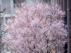 南千住汐入の産業技術高専の向かいの江戸彼岸桜