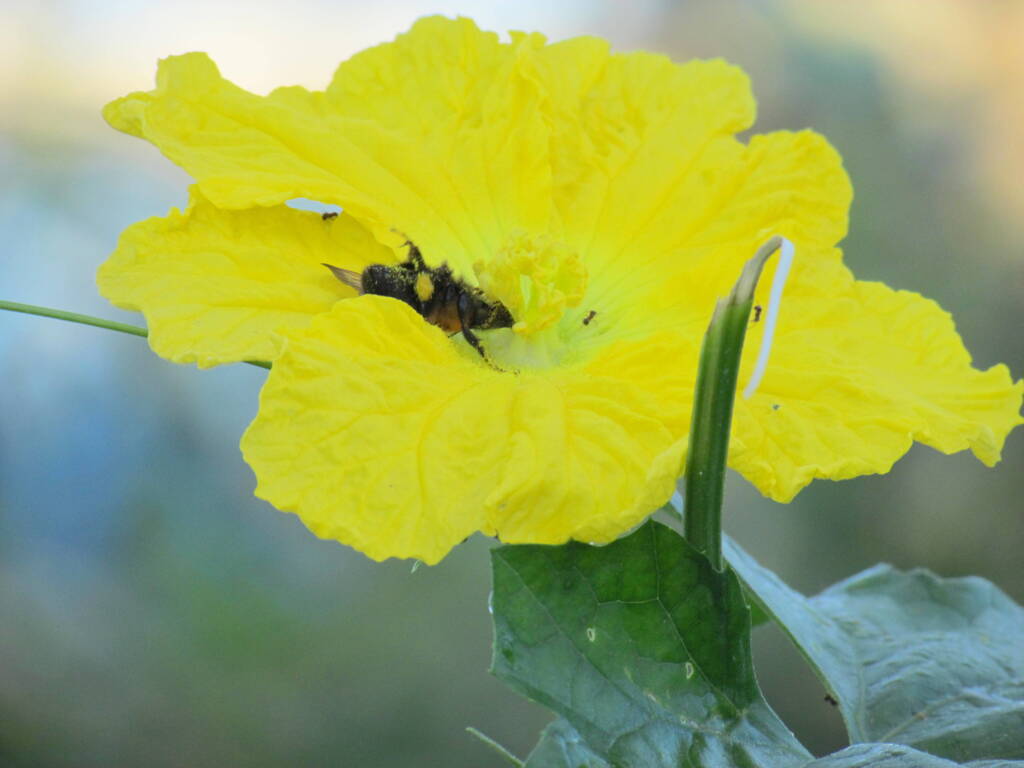 霞ヶ浦に行く途中の、ズッキーニの花にハナムグリと