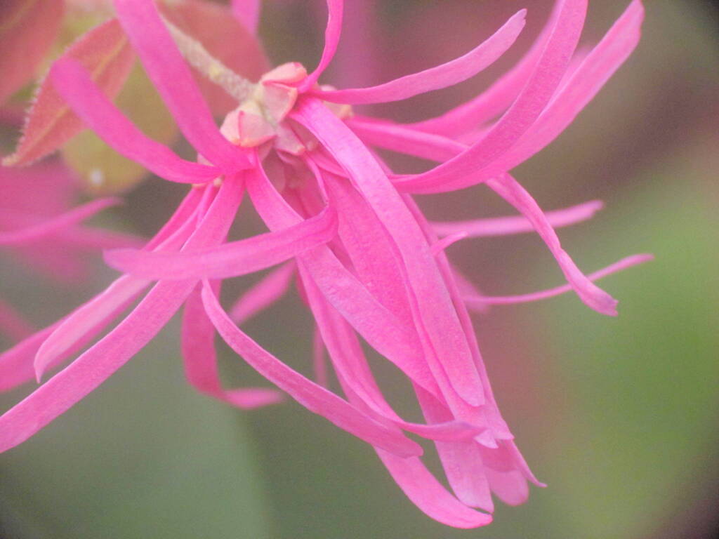 紅花常盤万作