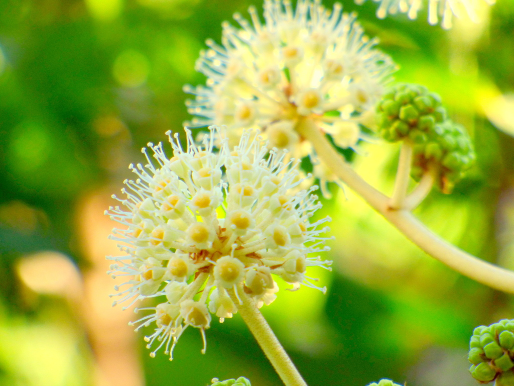 八つ手の花