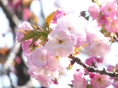 北斎桜