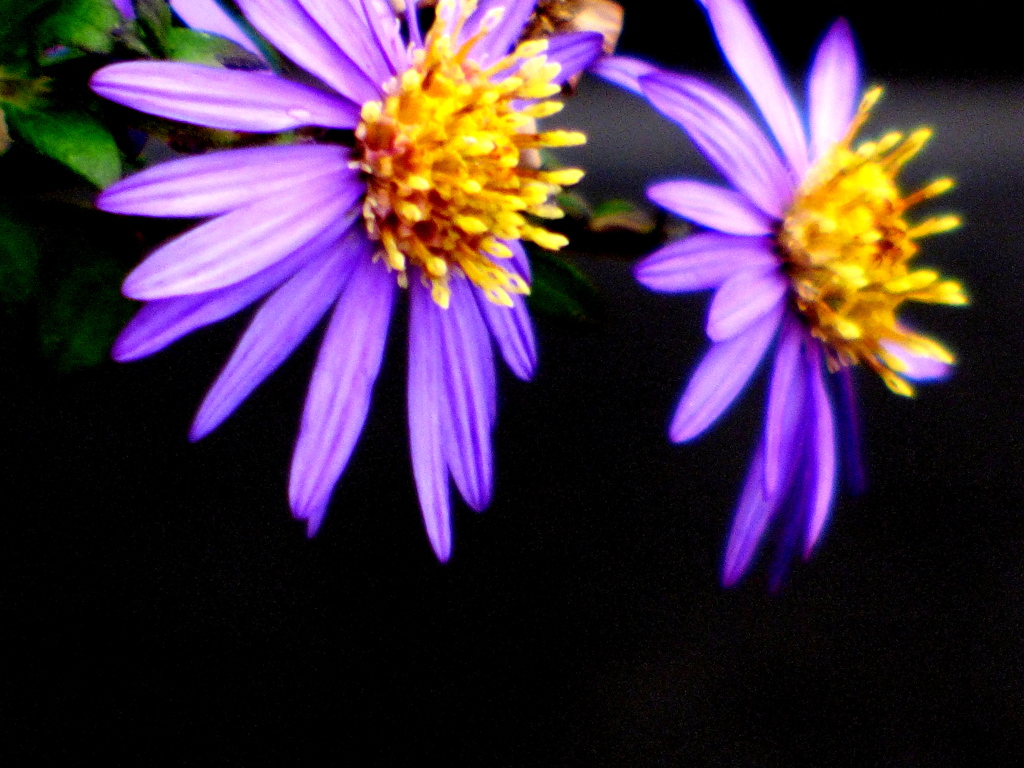 秋だからコンギク