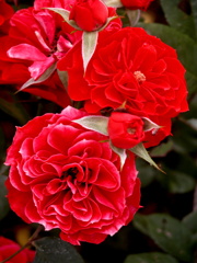 都電荒川線の線路脇の赤いバラ